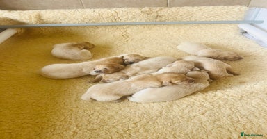 Golden Retriever dogs - Advert 5