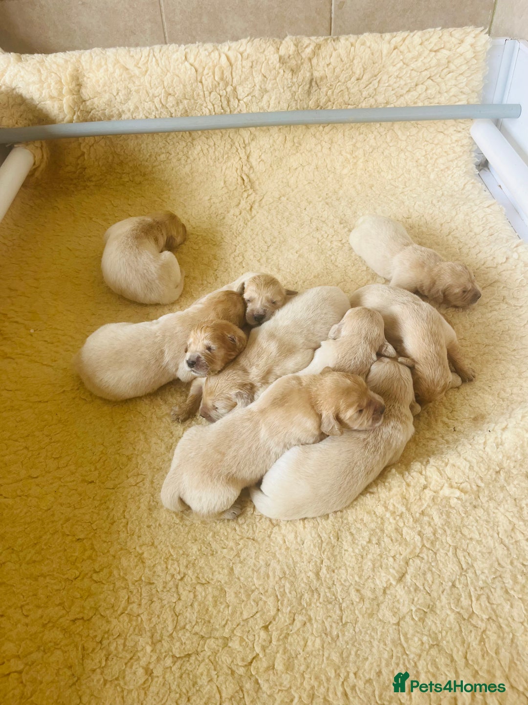 Golden Retriever dogs for sale: Fully health tested parents - Image 1