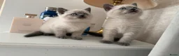 British Shorthair cats for sale: Stunning Pedigree Kittens | DNA Clear in Glasgow - Advert 10
