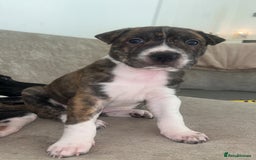 Mixed Breed dogs for sale: Shar pei cross girls  - Image 9