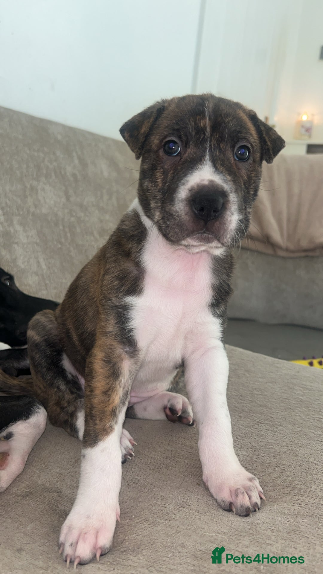 Mixed Breed dogs for sale: Shar pei cross girls  - Image 9