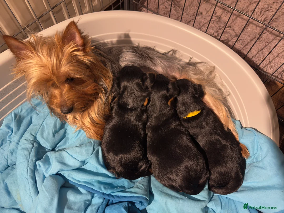 Australian Silky Terrier dogs for sale: Australian Silky Terrier Puppies - Advert 1