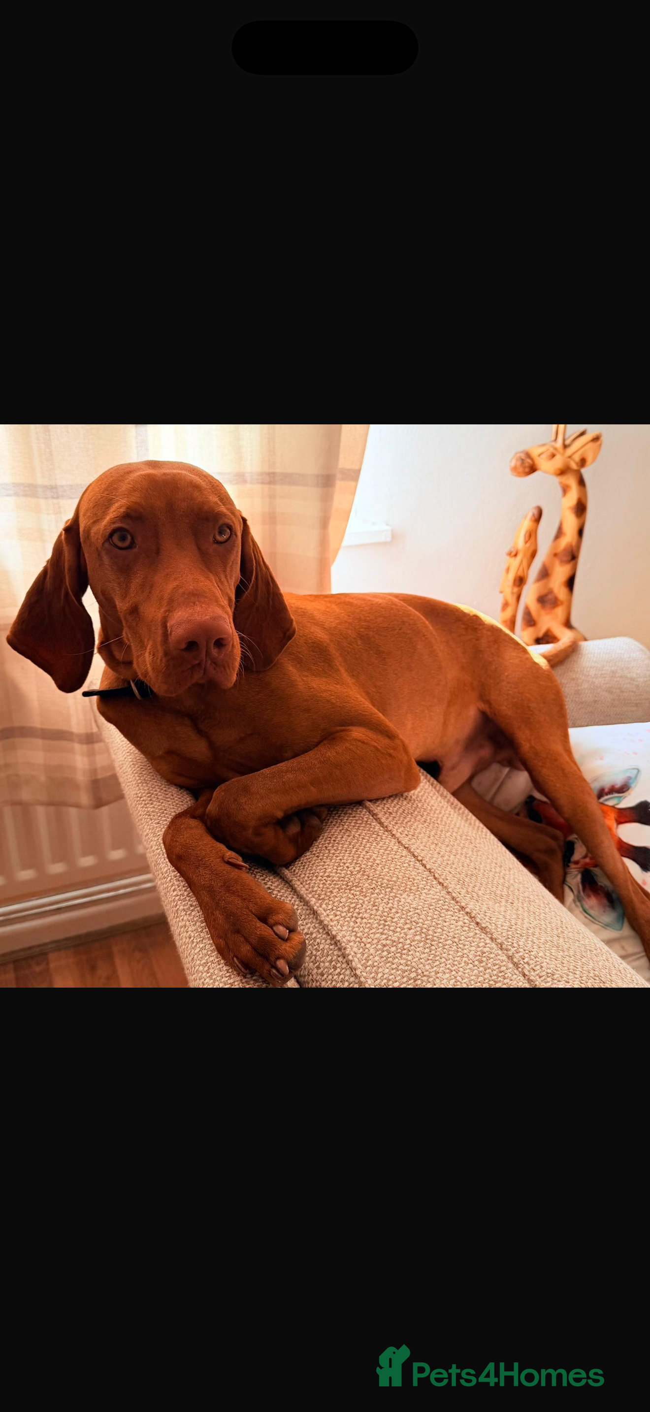 Hungarian Vizsla dogs Hungarian vizsla in Romney Marsh - Advert 2