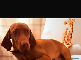 Hungarian Vizsla dogs Hungarian vizsla in Romney Marsh - Advert 2