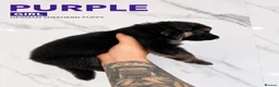German Shepherd dogs for sale: ⭐️7 Beautiful German Shepherd Puppies⭐️ in Rugby - Advert 7