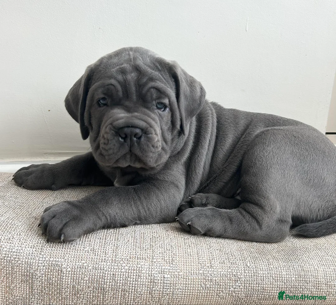 Cane Corso dogs for stud: Thor health tested proven Cane Corso for stud !!! in Cleethorpes - Advert 12