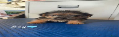Norfolk Terrier Puppy 1