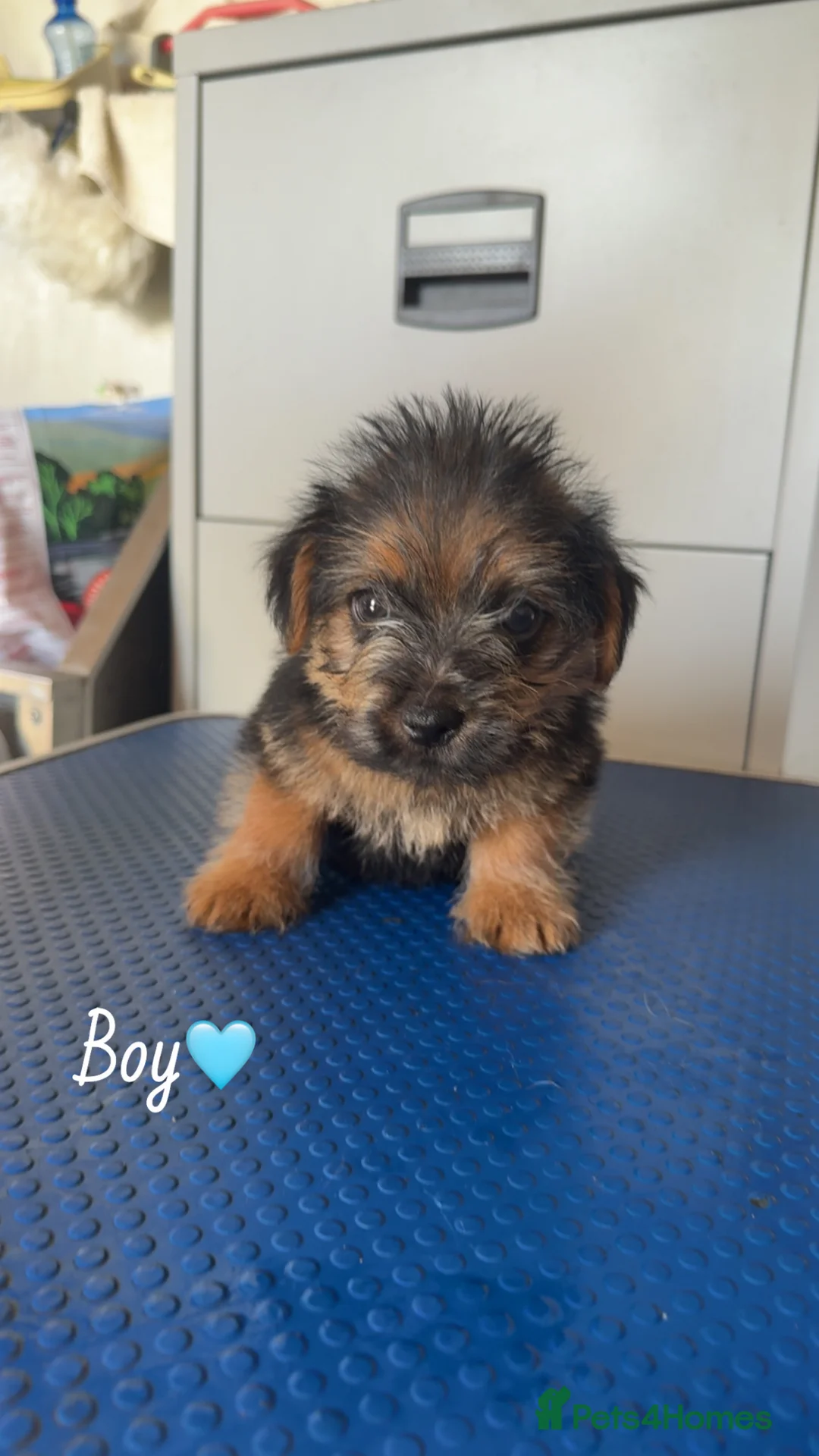 Norfolk Terrier dogs for sale: K.c. Registered Norfolk terriers - Advert 2