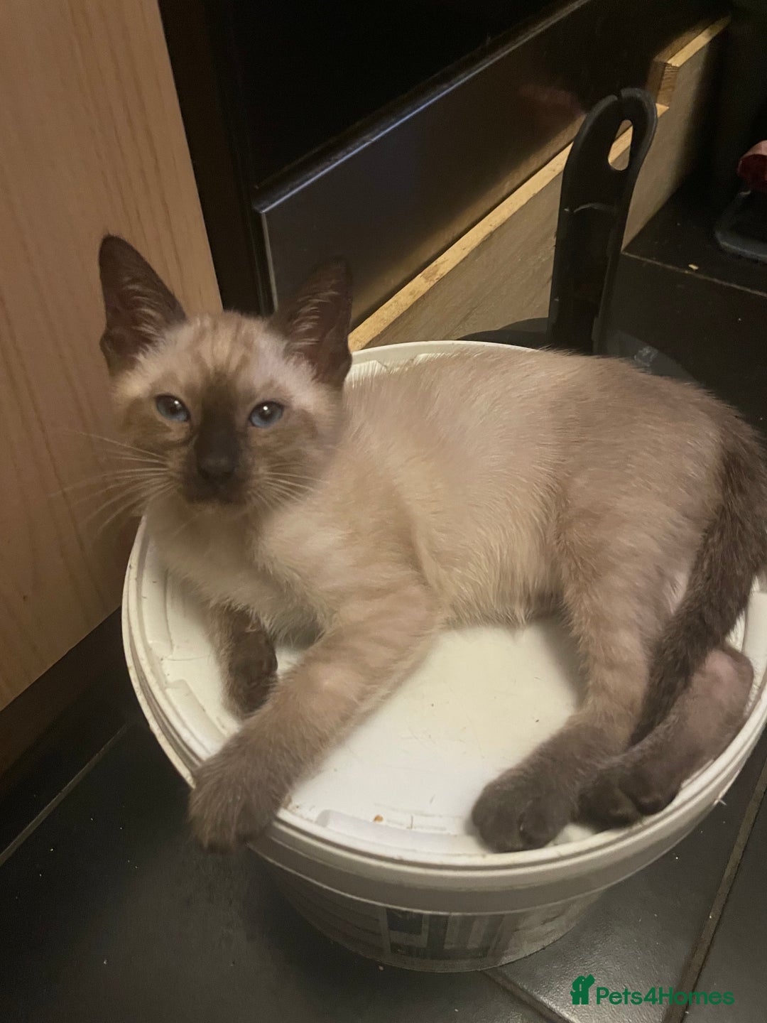 Bengal cats for sale: INTRODUCING 3 ❤️❤️❤️ BEAUTIFUL FELINES  - Image 16