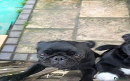 Pug dogs for sale: 2x 14month black pug bitches - Image 8