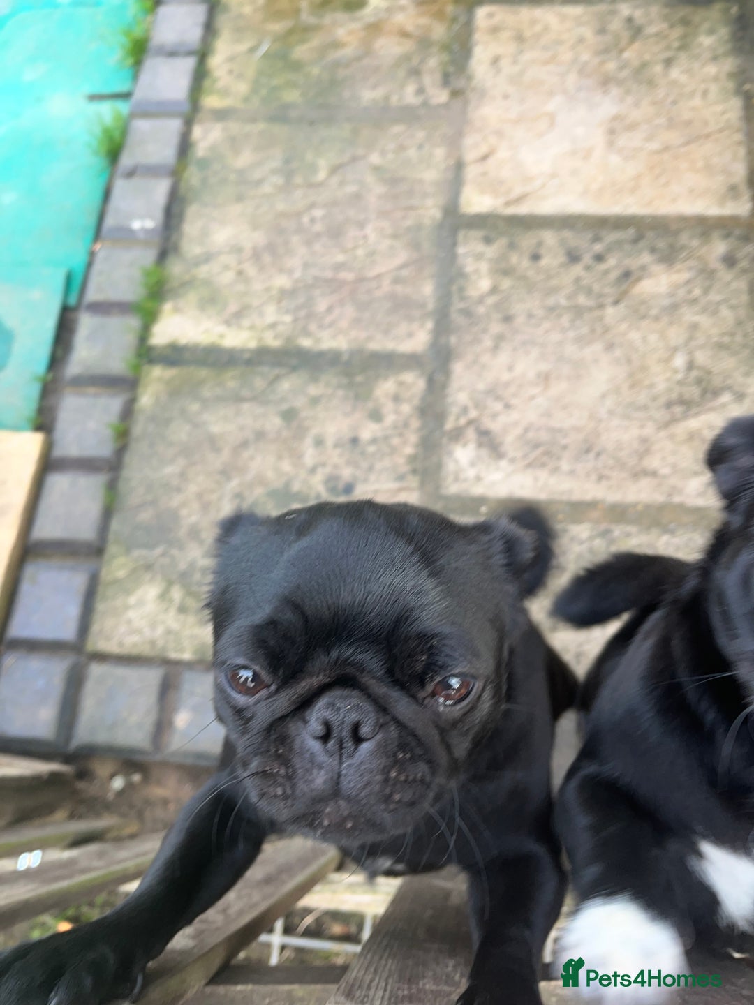 Pug dogs for sale: 2x 14month black pug bitches - Image 8
