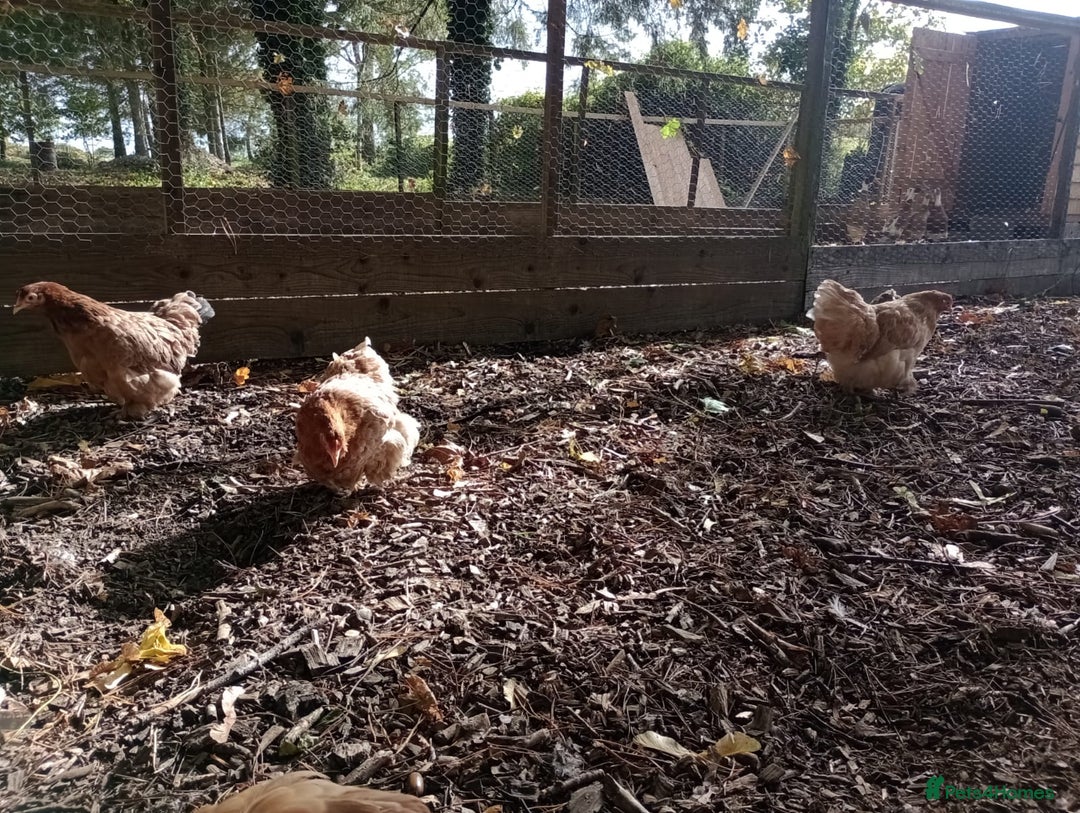 Chickens poultry for sale: Peking chickens  - Image 2
