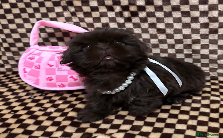 Shih Tzu dogs - Advert 1