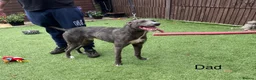 Lurcher dogs for sale: Beautiful Lurcher Puppies for Sale - Advert 2