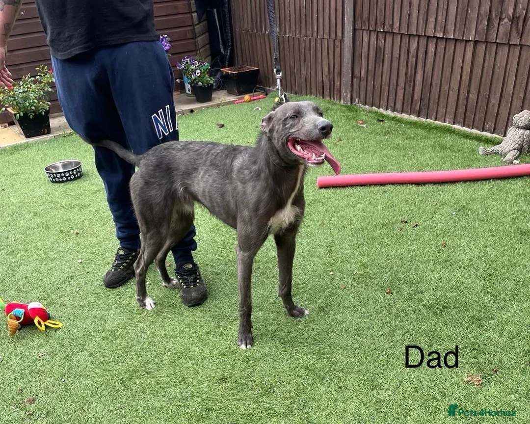Lurcher dogs for sale: Beautiful Lurcher Puppies for Sale - Advert 2
