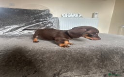 Miniature Dachshund dogs for sale: Miniature daschund puppies  - Image 13