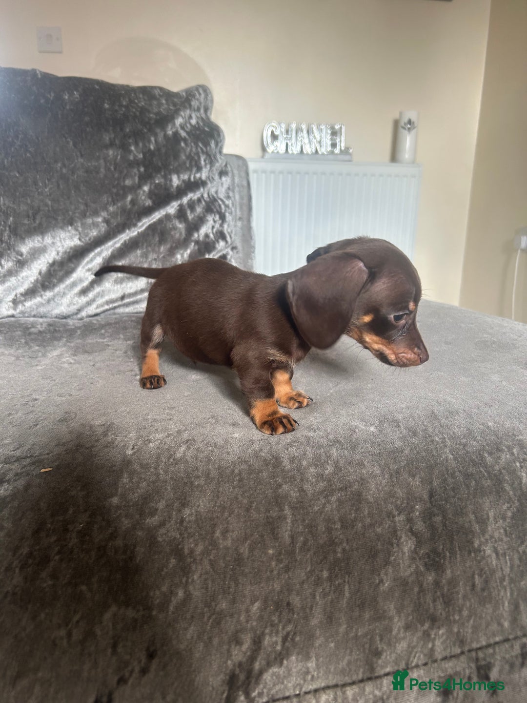 Miniature Dachshund dogs for sale: Miniature daschund puppies  - Image 13