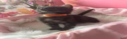 Egyptian Mau cats for sale: TICA Reg Egyptian MAU x Bengal x BSH unique coat in Southampton - Advert 31