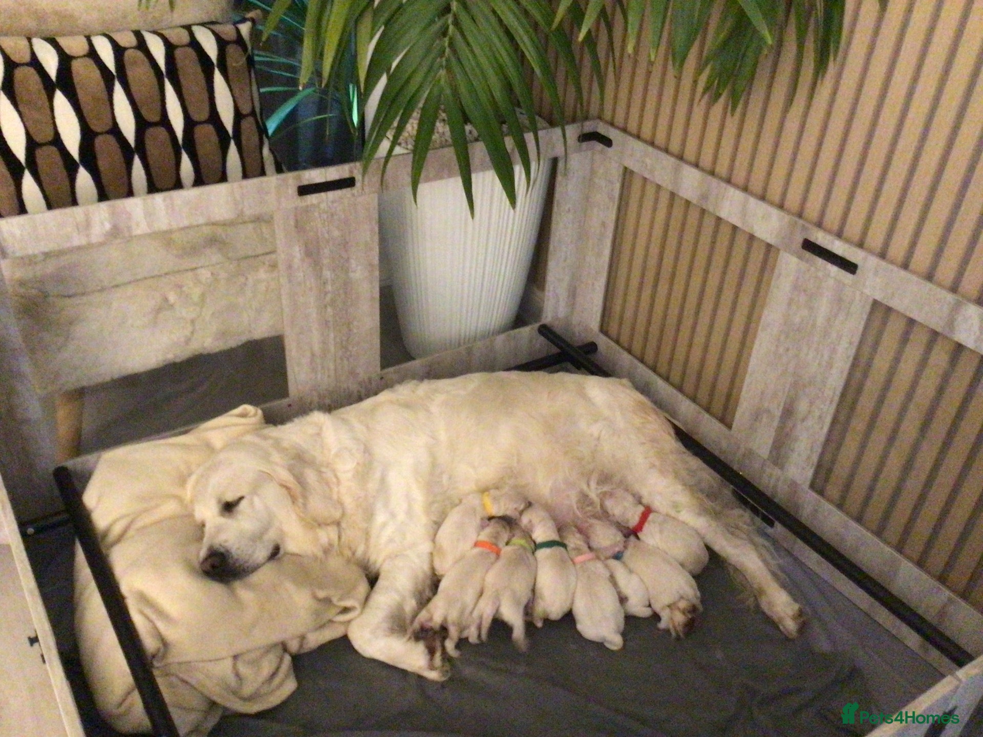 Golden Retriever dogs for sale: Beautiful KC registered golden Retriever puppies - Advert 1