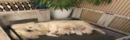 Golden Retriever dogs for sale: Beautiful KC registered golden Retriever puppies - Advert 1