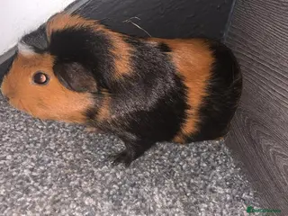 Guinea Pig rodents Beautiful guinea pigs - Advert 16