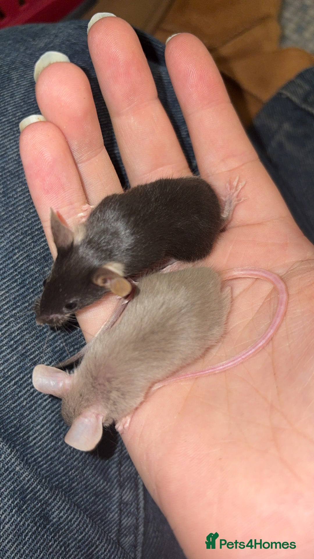 Mouse rodents for sale: Male fancy mice 🐭  in Honiton - Image 13