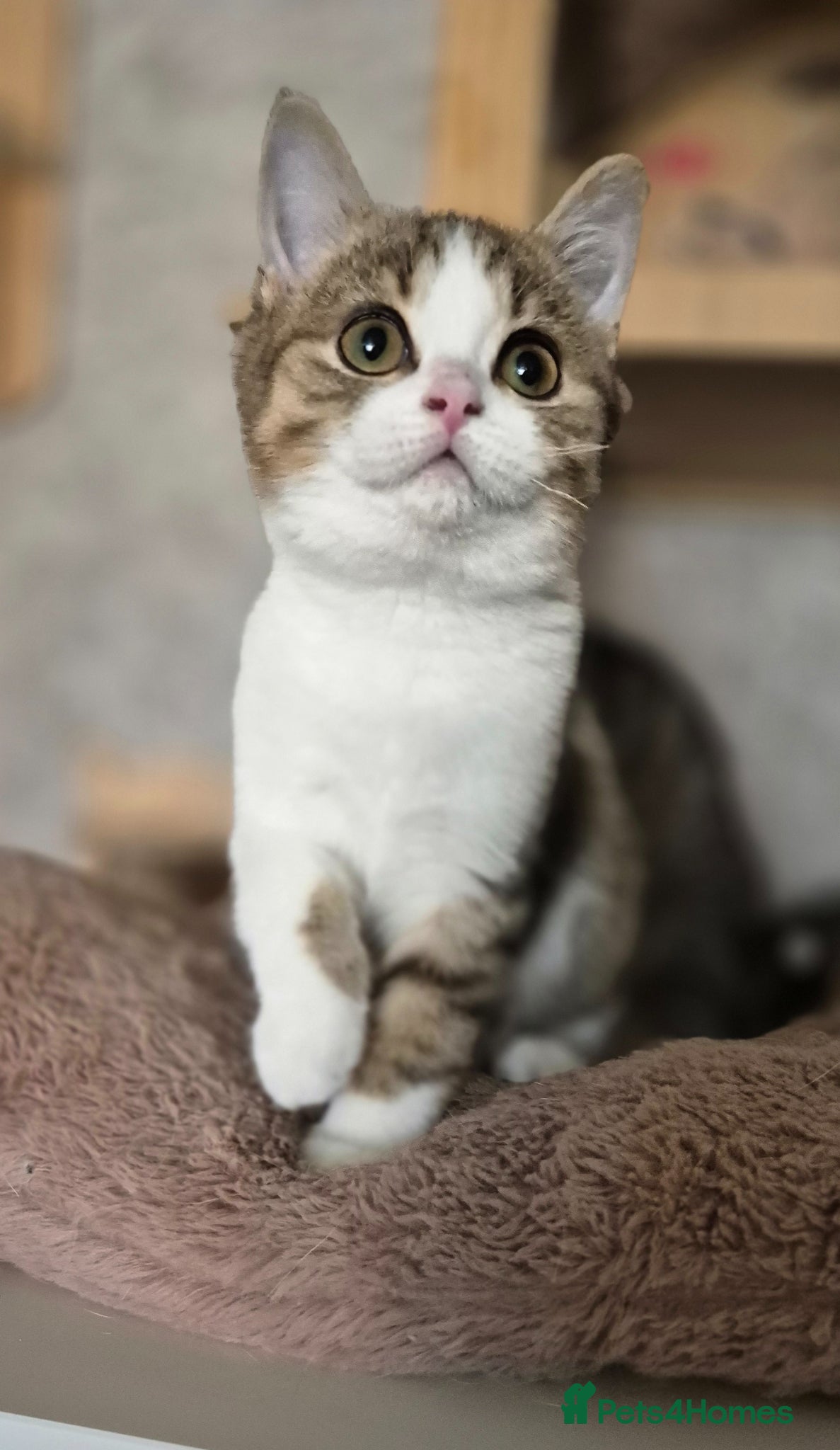 British Shorthair cats 1 boy & 1 girl left! TICA reg. BSH kittens  - Advert 2