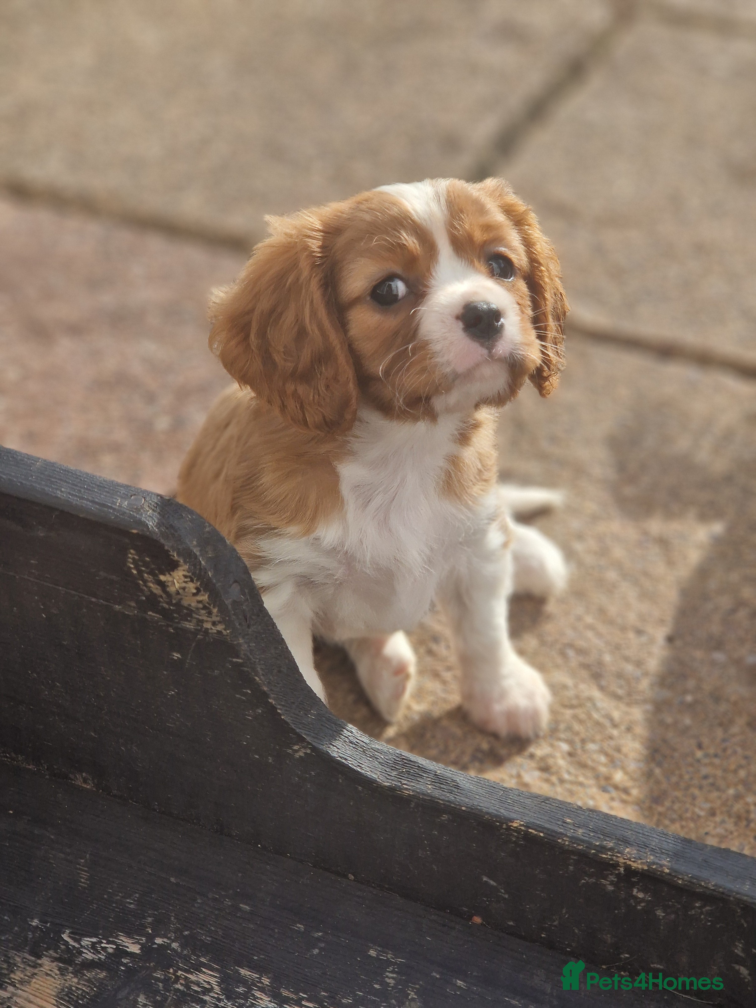 Cavalier King Charles Spaniel dogs Cavalier King Charles Spaniel! - Advert 5