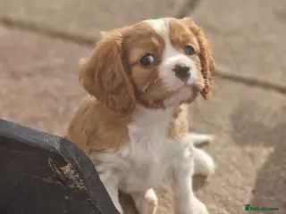 Cavalier King Charles Spaniel dogs Cavalier King Charles Spaniel! - Advert 5
