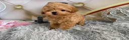 Maltipoo dogs for sale: Maltipoo Boy – Free to a Special Loving Home - Advert 19