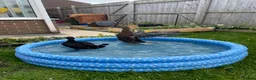 Waterfowl poultry for sale: Runner Ducks - 10 weeks old in Blyth - Advert 5