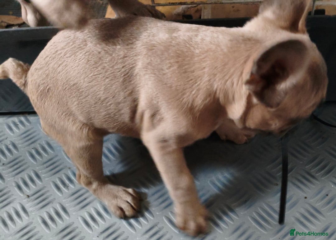 French Bulldog dogs for sale: French Bulldog Puppies looking for their home  - Advert 10