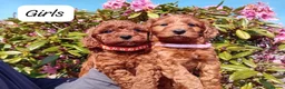 Cockapoo dogs for sale: Gorgeous Red F1b Cockapoos - Advert 6