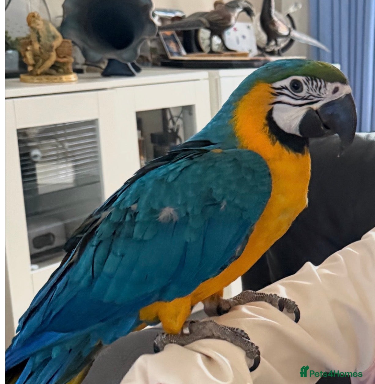 Macaws birds Parrot  - Advert 1