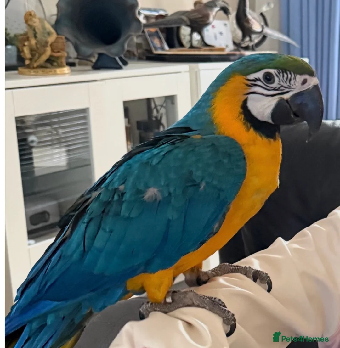 Macaws birds for sale: Parrot  - Advert 1