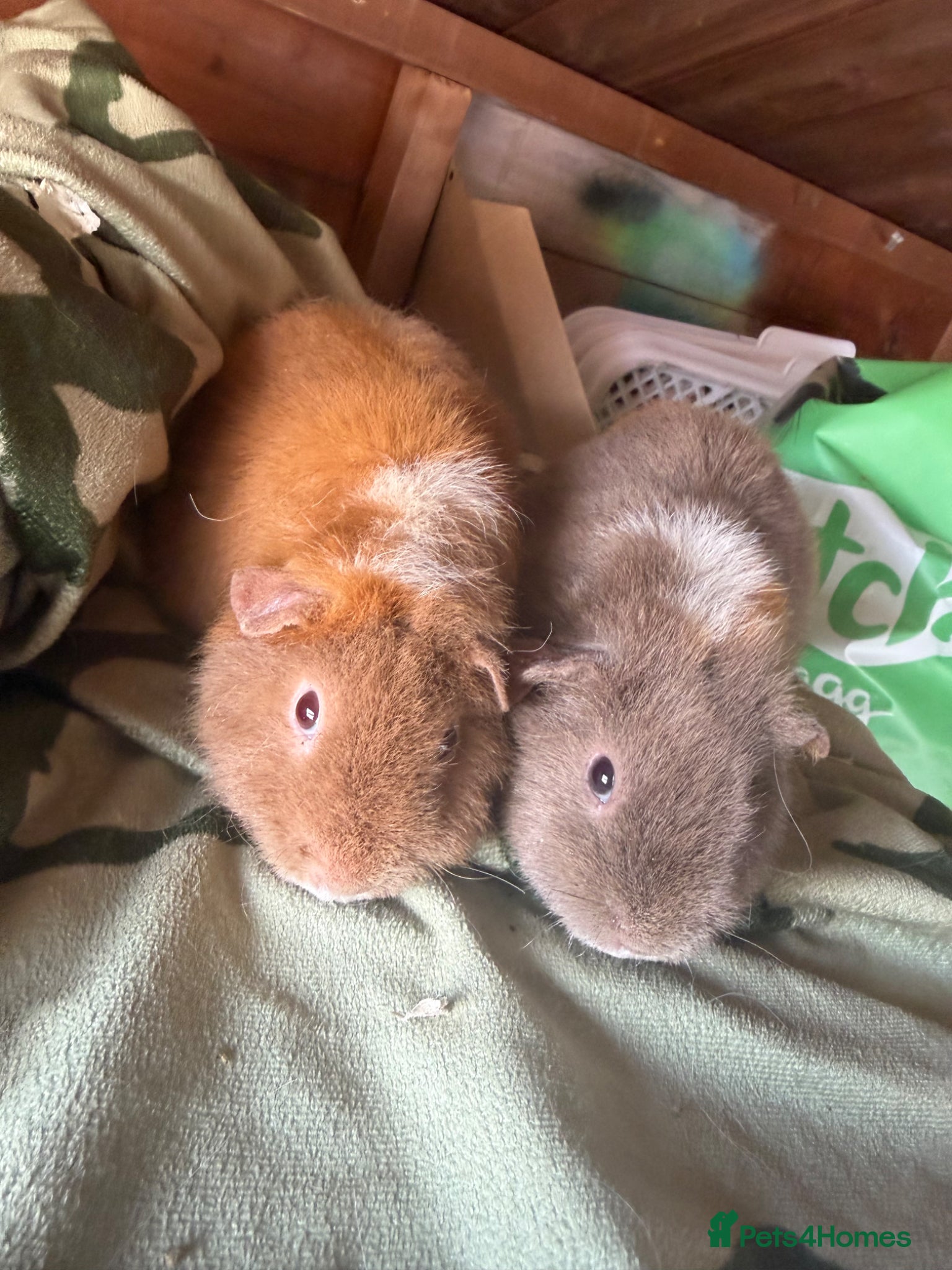 Guinea Pig rodents Baby guinea pigs. Also young sows  - Advert 1
