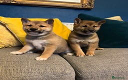 Japanese Shiba Inu dogs for sale: K.C reg Red Japanese Shiba Inu Puppies - Image 3
