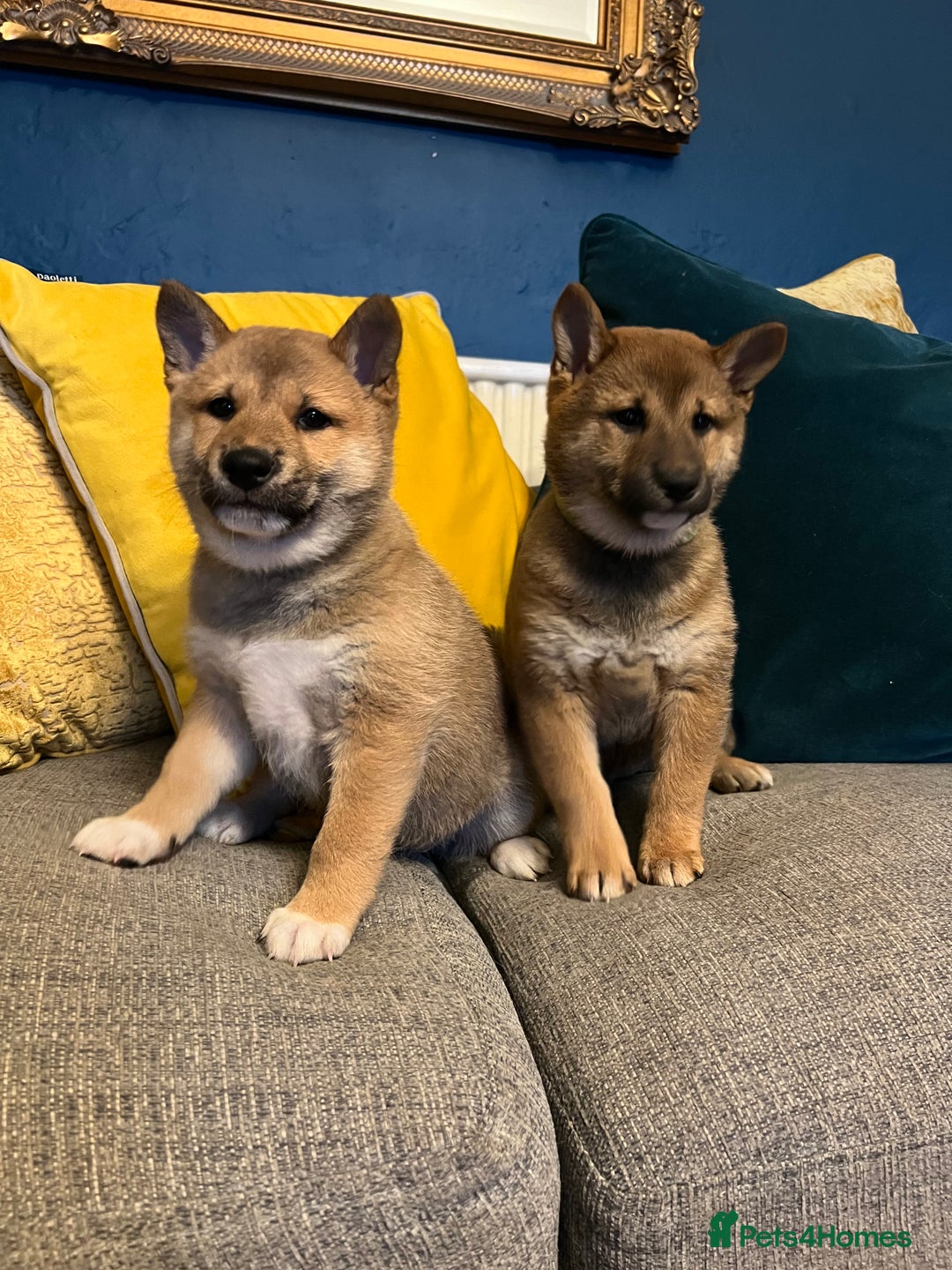 Japanese Shiba Inu dogs for sale: K.C reg Red Japanese Shiba Inu Puppies - Image 3