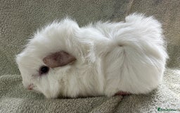 Guinea Pig rodents for sale: Gorgeous Funky Baby Boar Available - Image 2