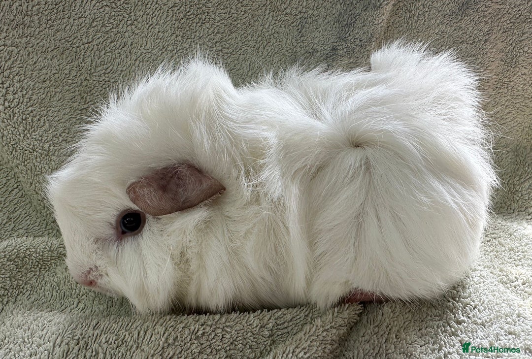 Guinea Pig rodents for sale: Gorgeous Funky Baby Boar Available - Image 2