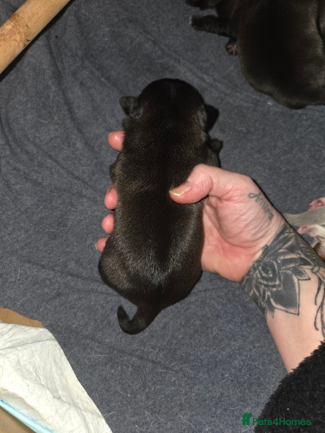 Pug dogs for sale: Stunning rare silver platinum panda purebreed pugs - Advert 5