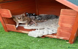 Chihuahua dogs for sale: Chihuahua puppies  - Image 7