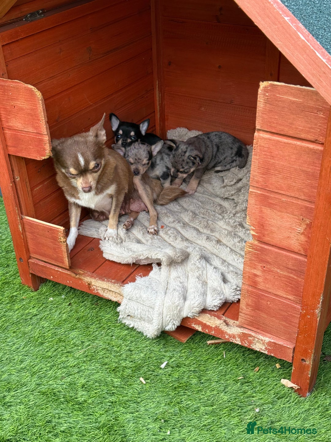 Chihuahua dogs for sale: Chihuahua puppies  - Image 7
