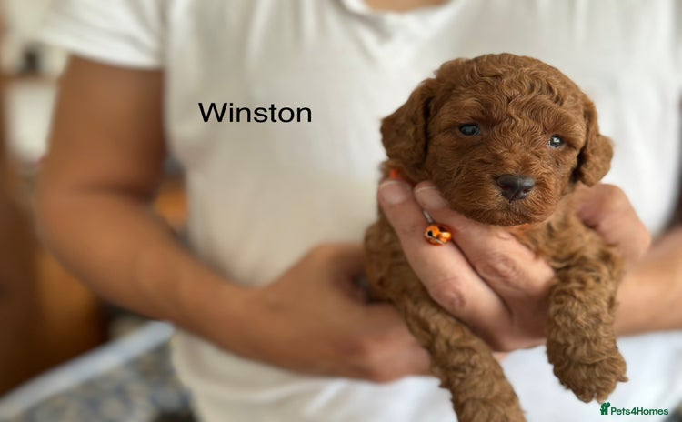 Cockapoo dogs - Advert 14
