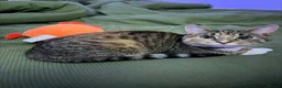 Domestic Shorthair cats for sale: Cute and Fun almost 1yr old Female cat - Advert 10