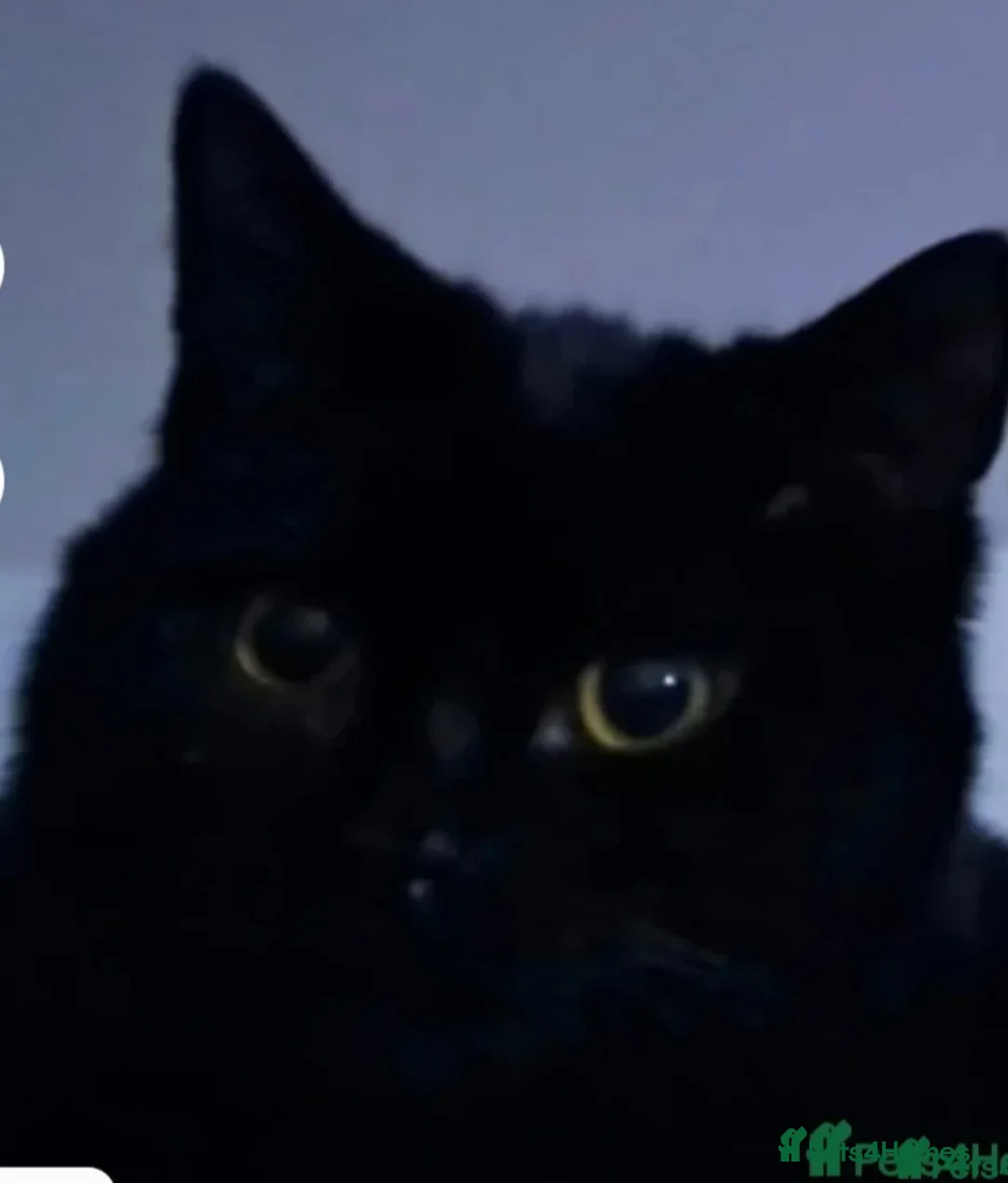 Mixed Breed cats for sale: Rehoming Ash and Gizmo  - Advert 12