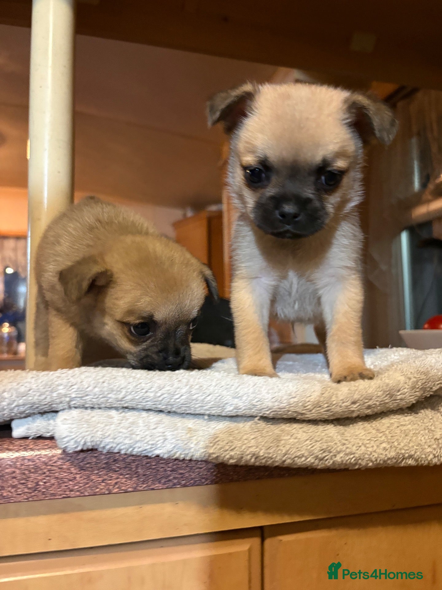 Mixed Breed dogs Pug x Pom puppies - Advert 1