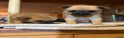 Mixed Breed dogs for sale: Pug x Pom puppies - Advert 1