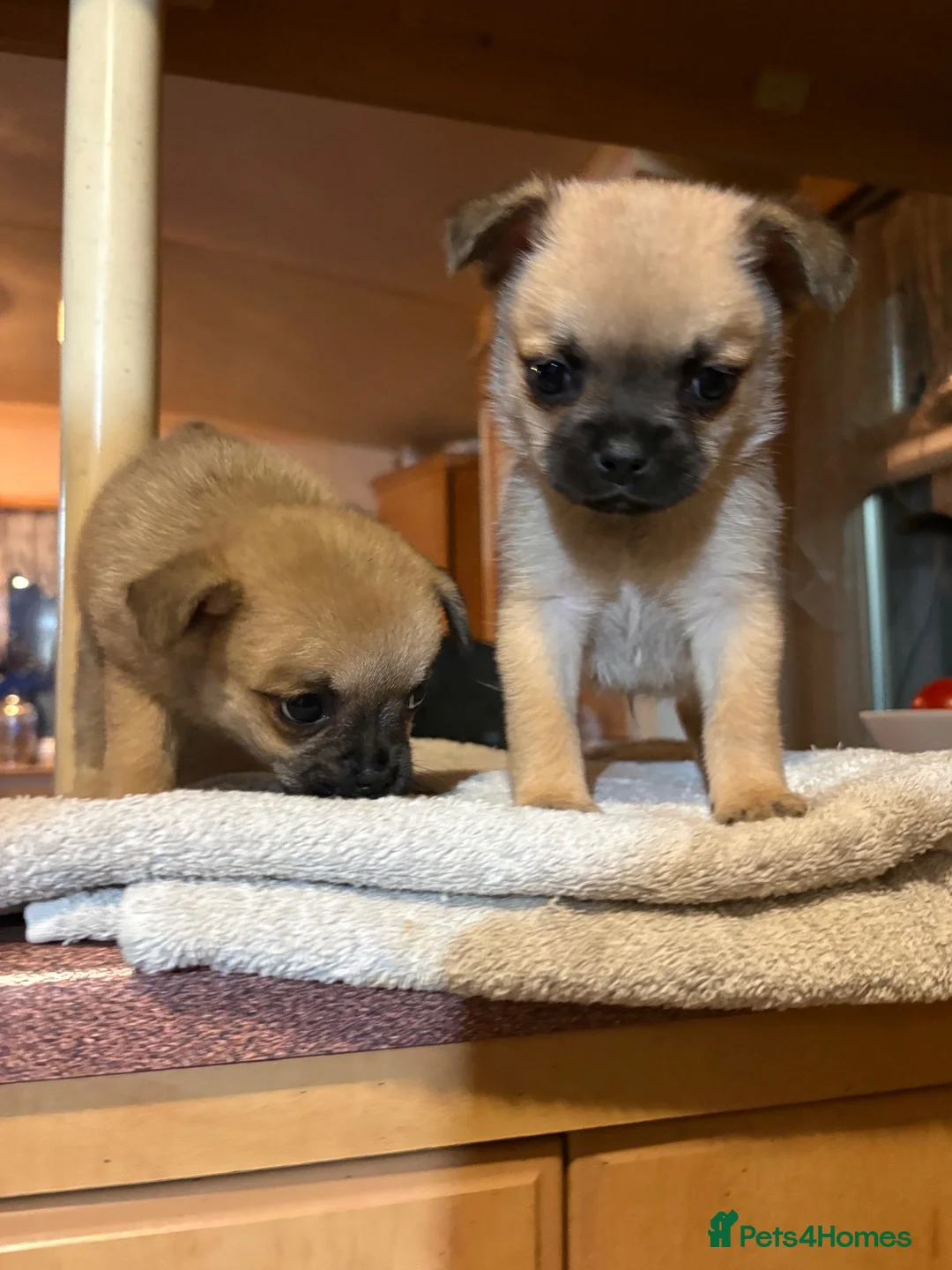 Mixed Breed dogs for sale: Pug x Pom puppies - Advert 1