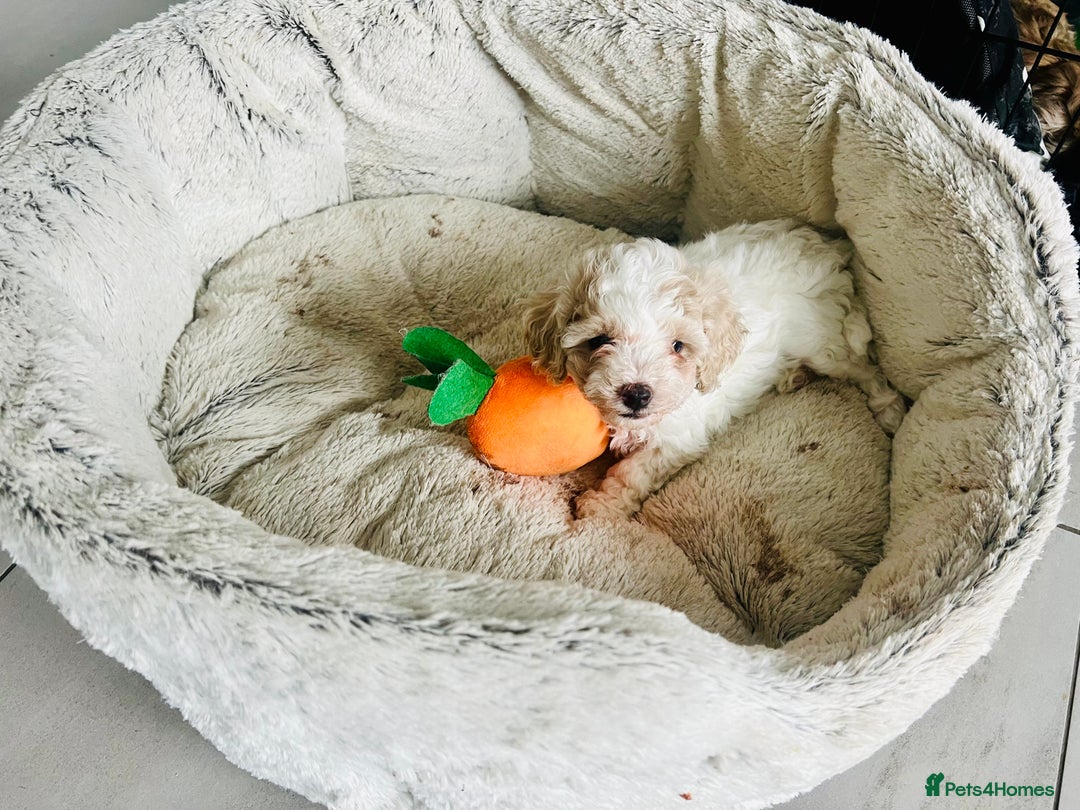 Cavapoochon dogs for sale: 6 beautiful Cavapoochons for sale. Wilmslow. - Image 9